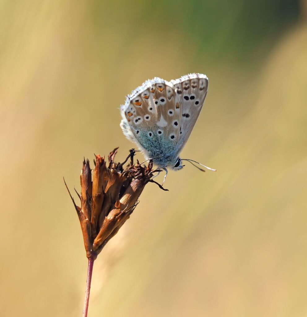 Butterfly Stock Free