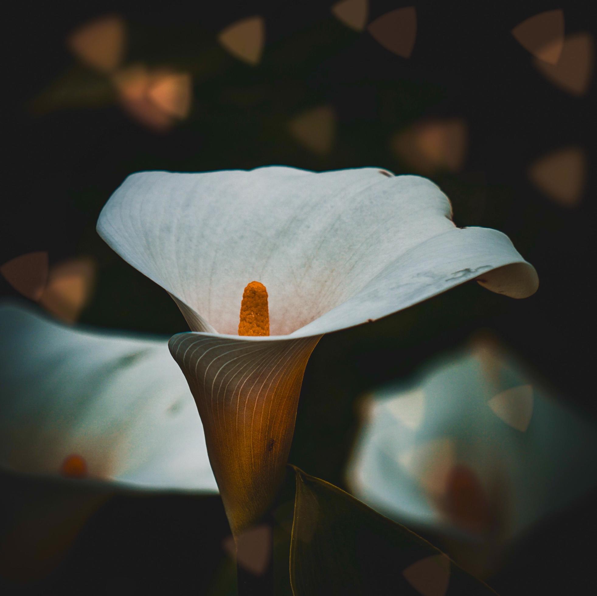 Beautiful white lily calla flower in the spring season Stock Free