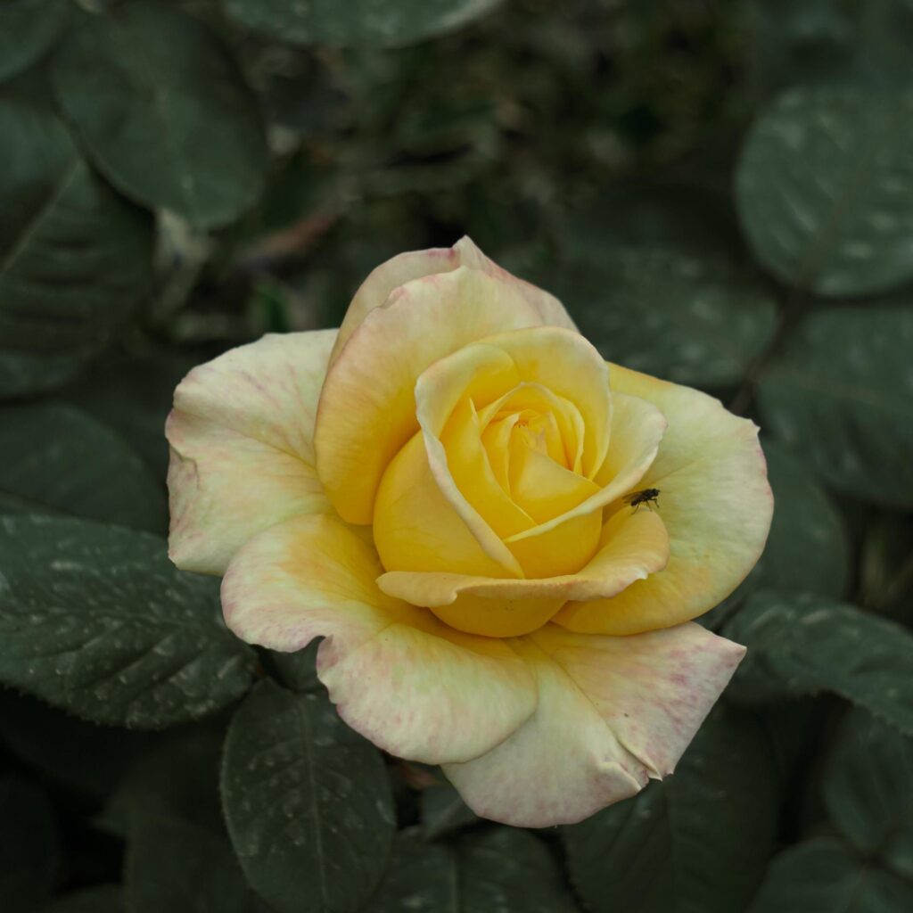 romantic yellow rose flower for valentine’s day Stock Free