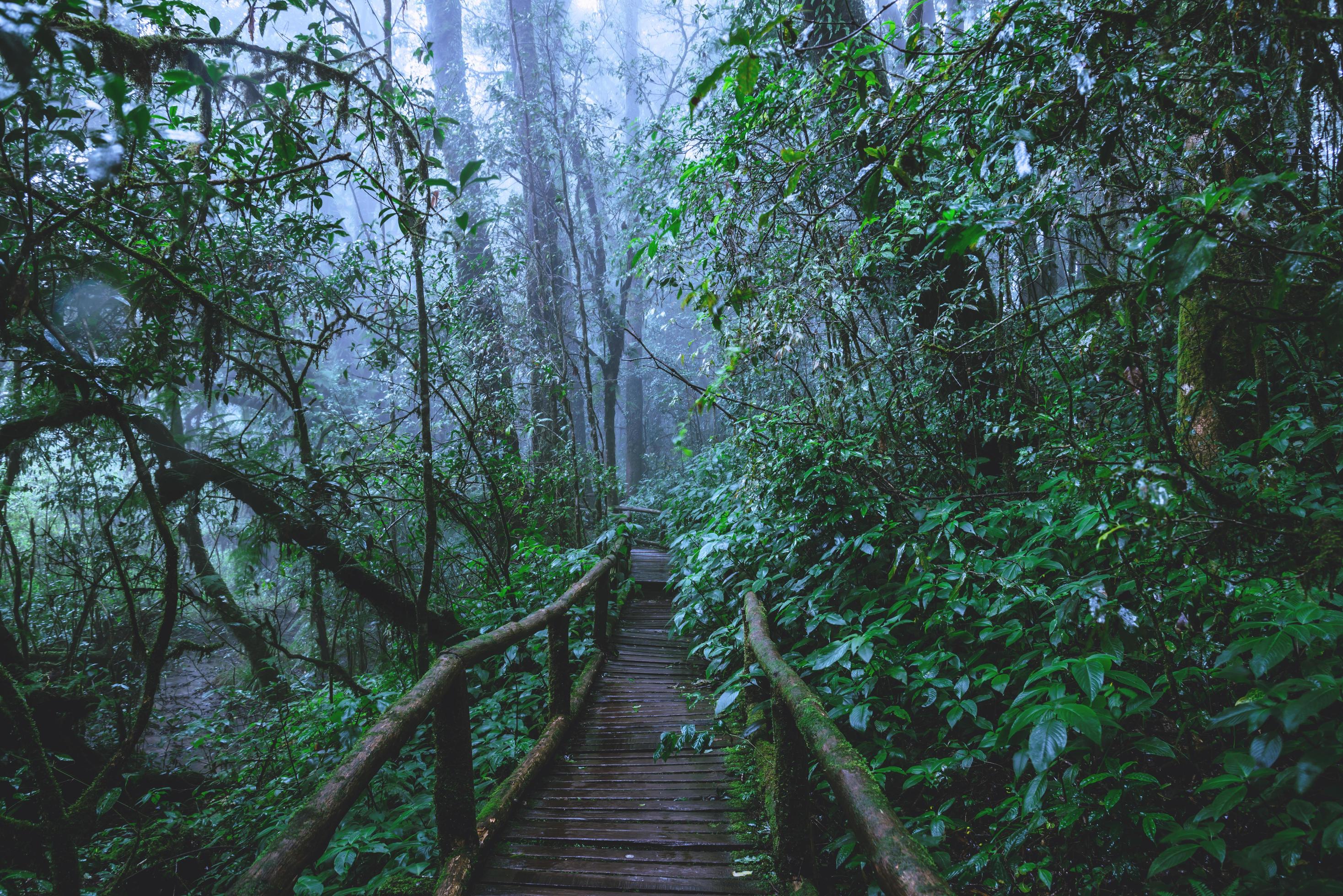 Trees and forests In the range Rain forest Green moss and wooden bridge at Angka nature trail in Doi Inthanon national park in Thailand. Stock Free