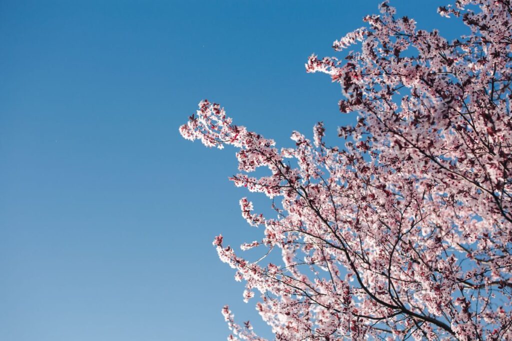 Pink spring flowers Stock Free