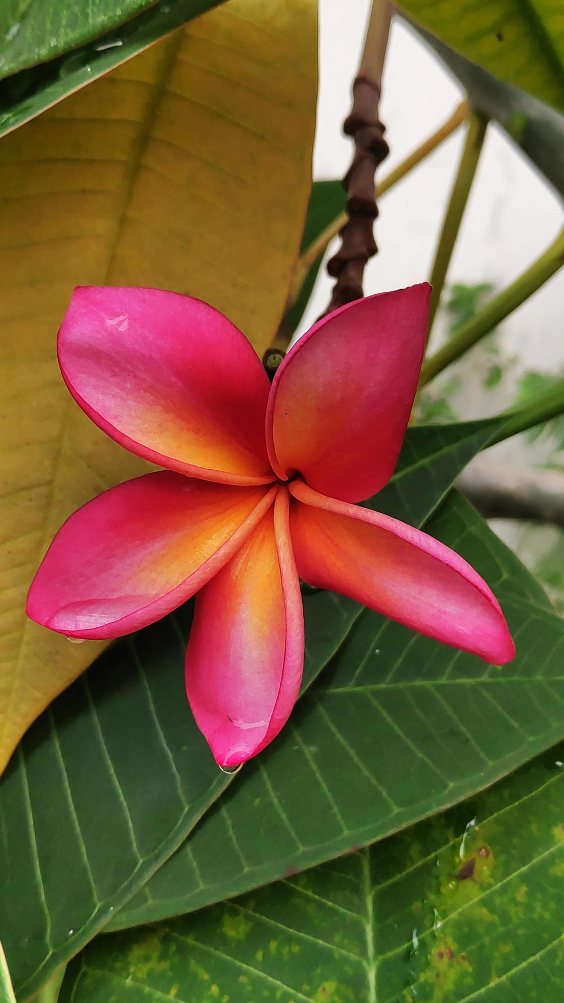 Frangipani Flower -Frangipani flower blooms with a blur background, pink frangipani flowers Stock Free