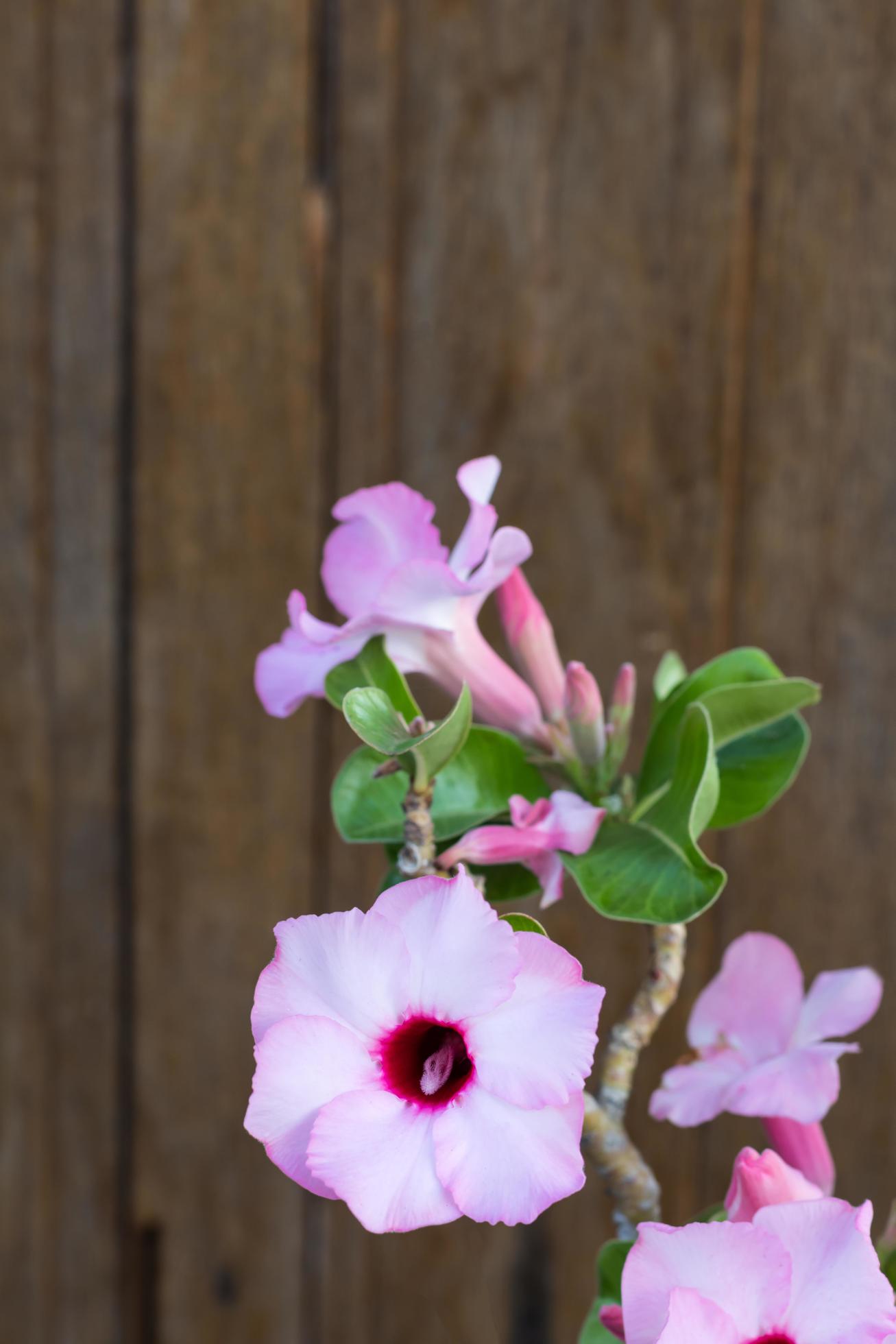 Azalea flowers on wooden wall. Stock Free