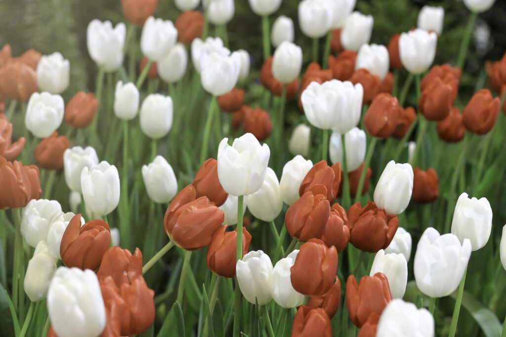 Red and white tulip flower blooming in the spring garden, soft selective focus Stock Free