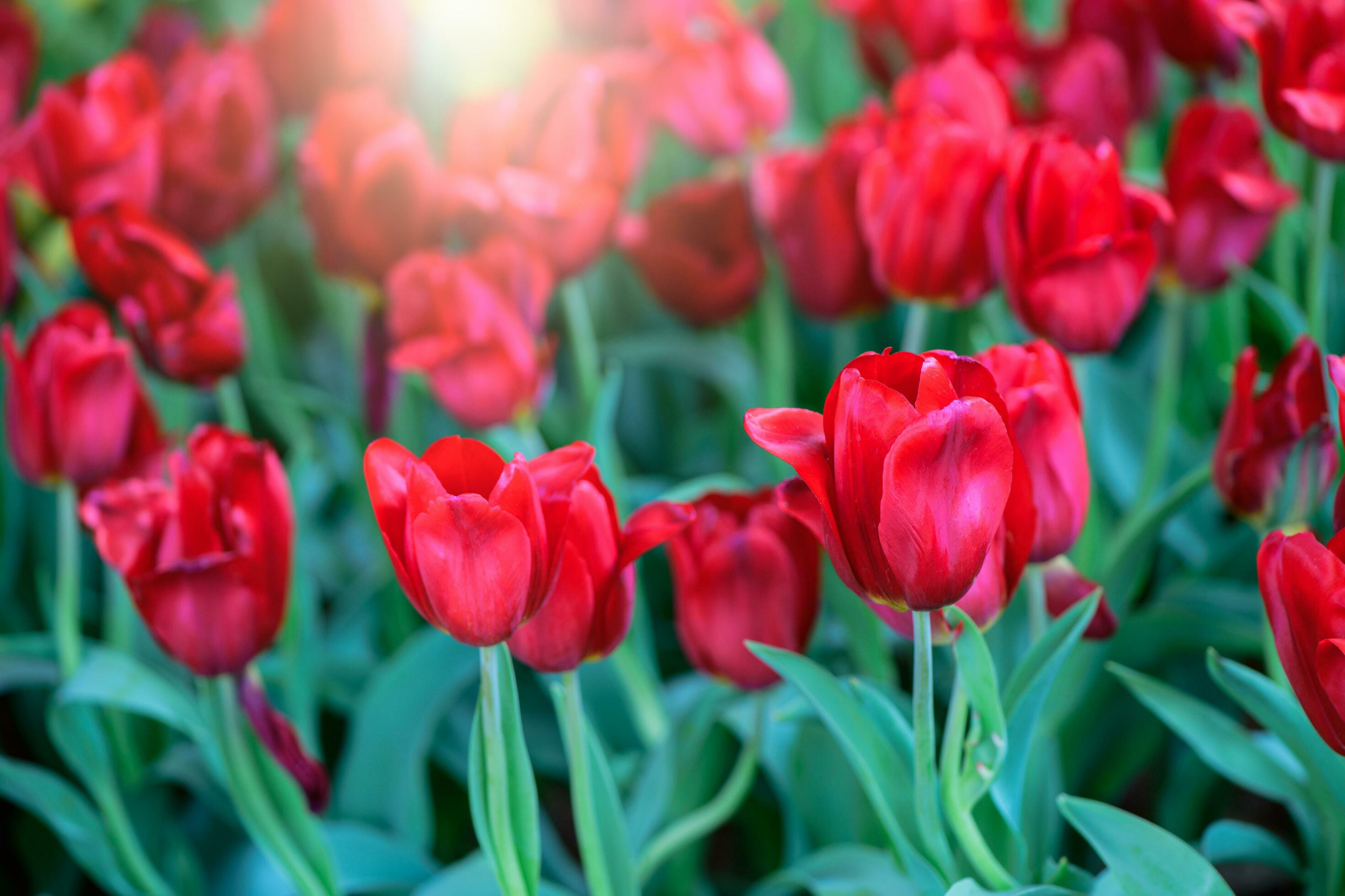 Beautiful red Tulip Flower in garden. flower background Stock Free