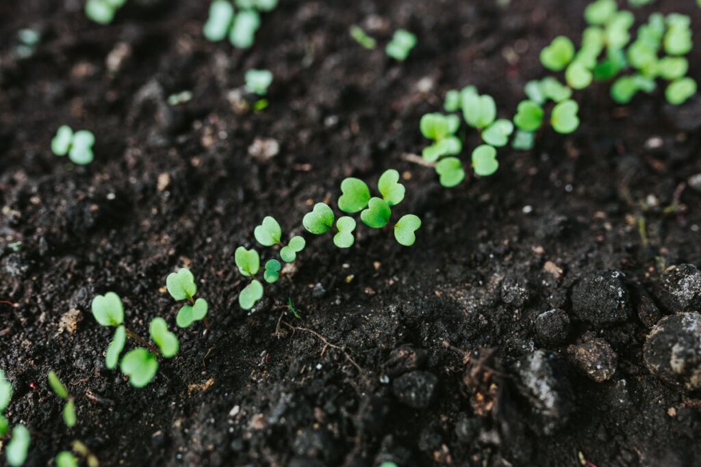 Early spring garden Stock Free