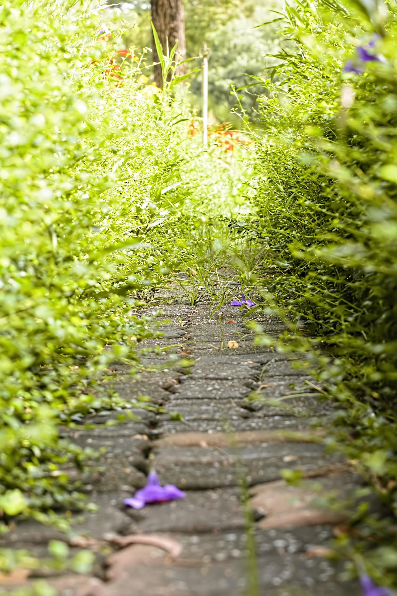 Walkway in nature Stock Free