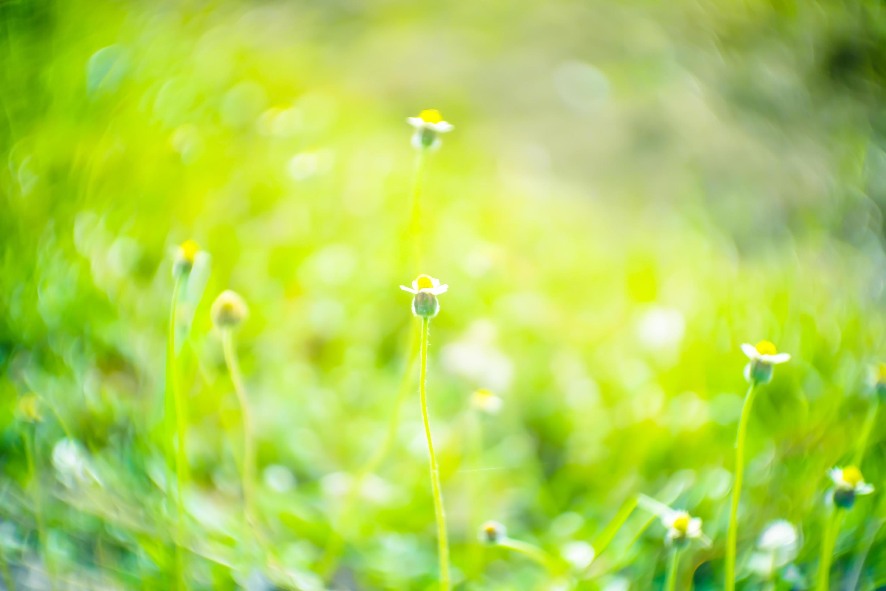 Blurred,Soft light and green fresh nature meadow grass flowers of bokeh background Stock Free