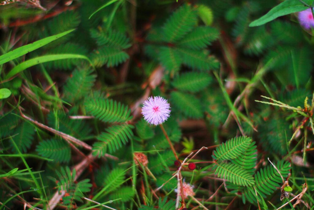 Mimosa pudica flowers in sunlight,sensitive plant . Stock Free