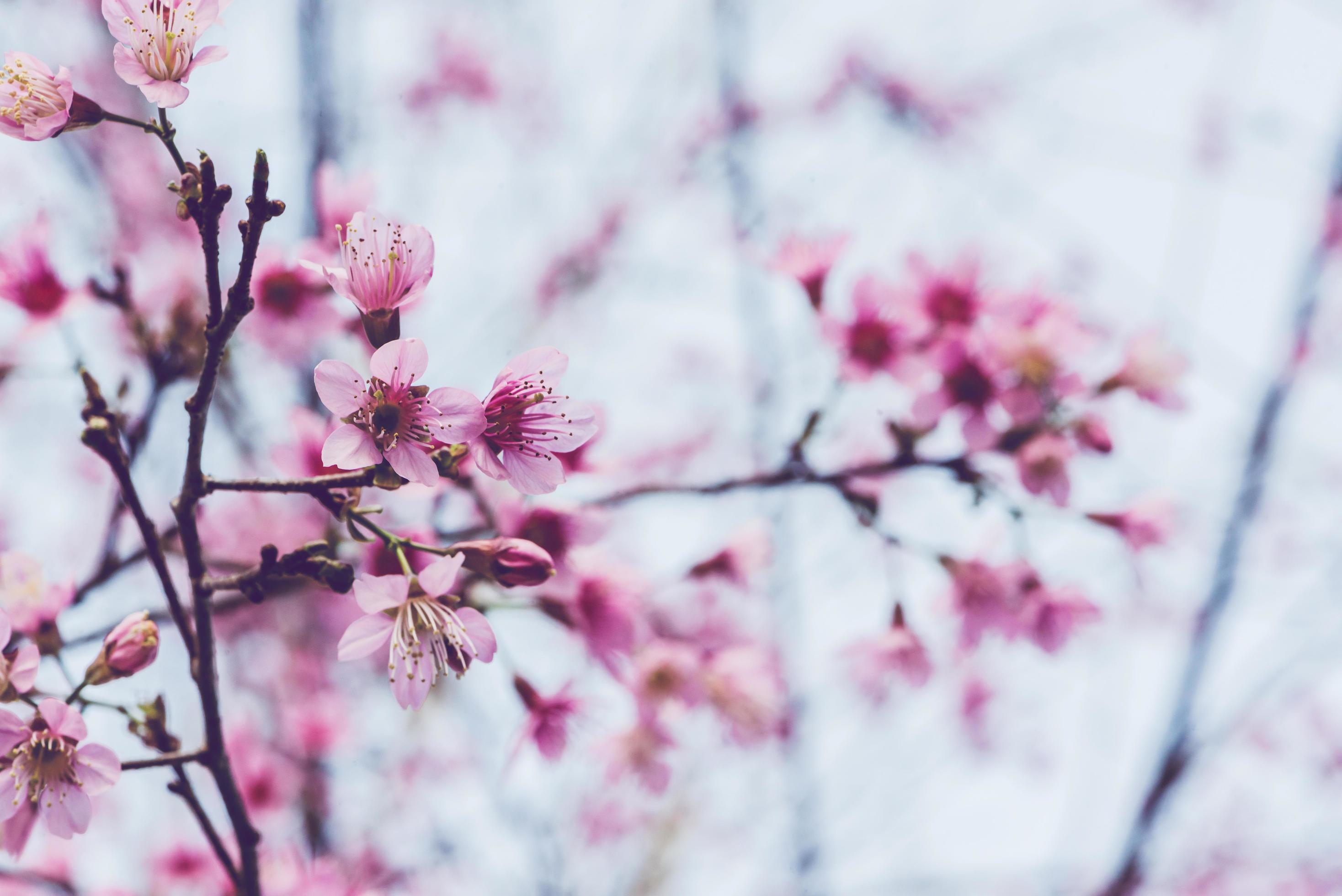 background nature Flower Valentine Prunus cerasoides Stock Free