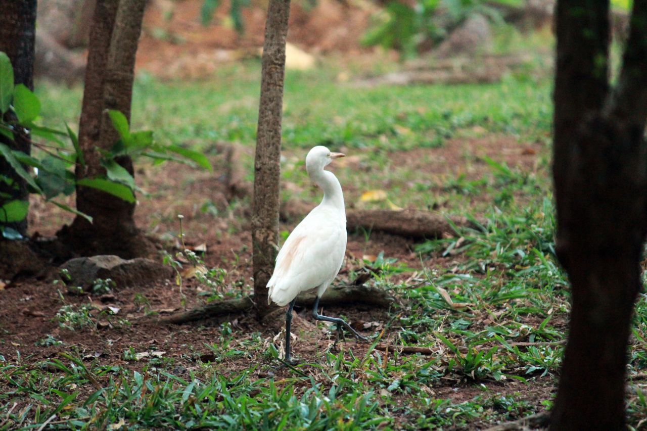 Egret Heron Bird Walking Stock Free