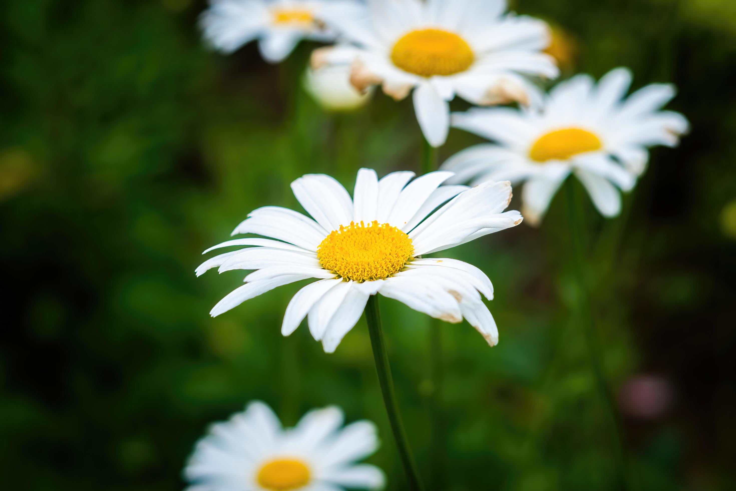 flowers garden park nature background premium photo Stock Free