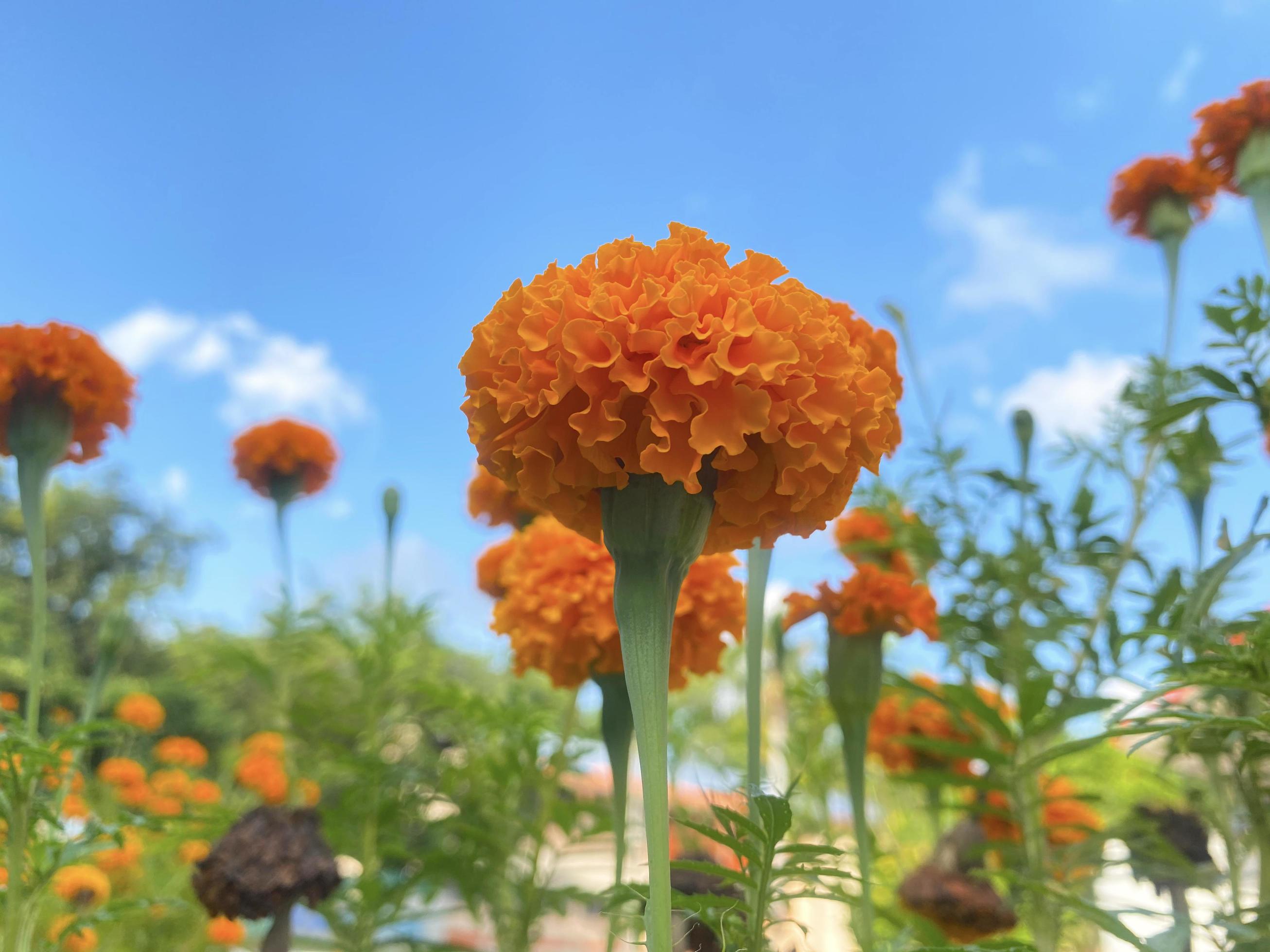 Marigold ro tagetes erecta. flower in garden, on sky natural beautiful background.selection focus.Concept plant family Asteraceae. Stock Free