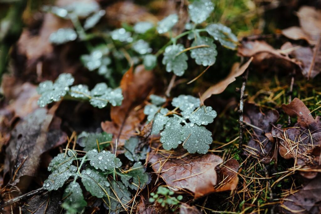 A walk in an autumn forest Stock Free