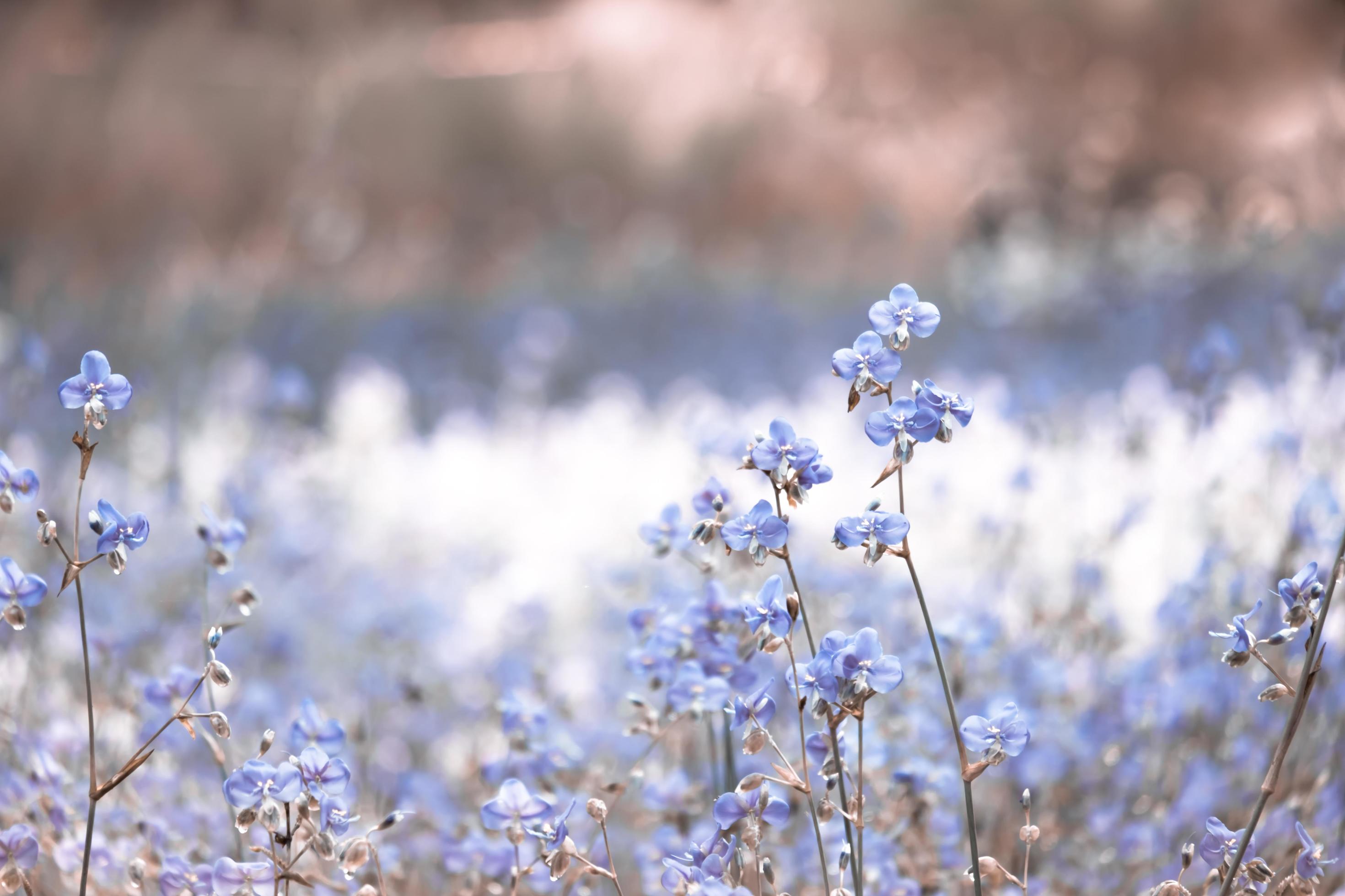 Flower blossom on field,Beautiful growing and flowers on meadow blooming in the morning.Soft pastel on nature bokeh background,vintage style Stock Free