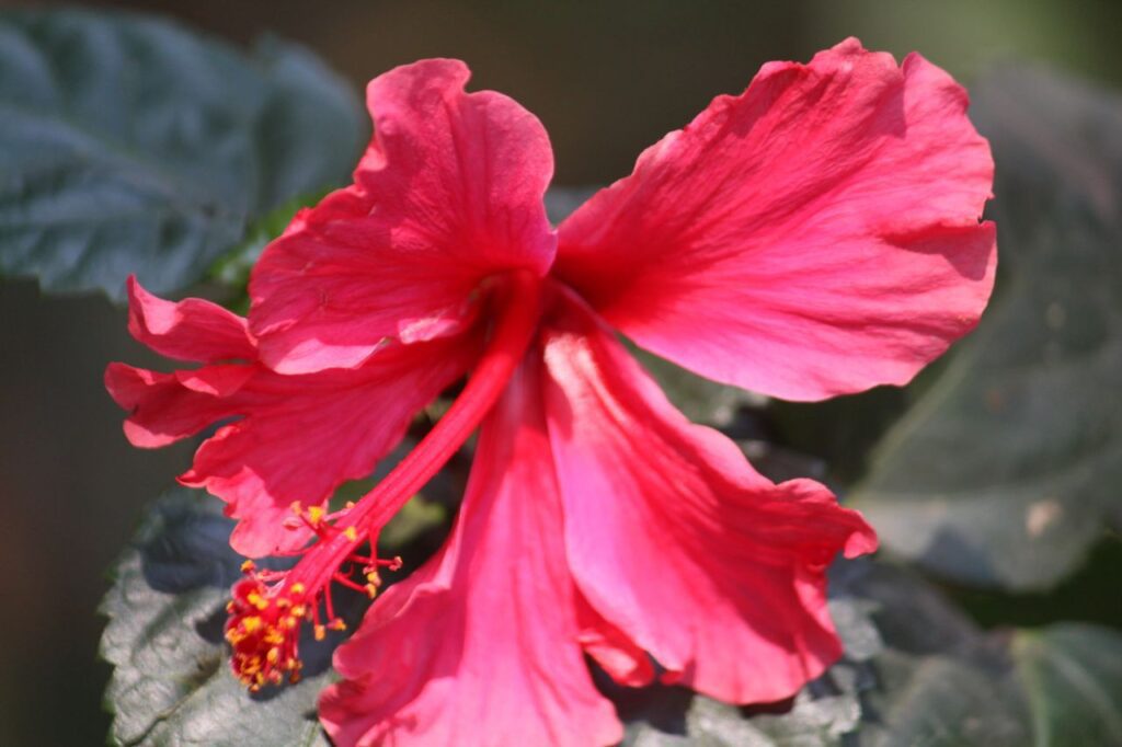 Hibiscus Pink Red Flower Stock Free