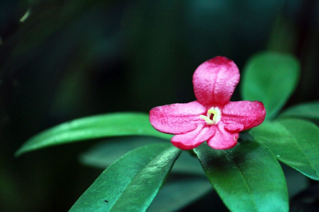 Nice Pink Flower With Leaves Stock Free