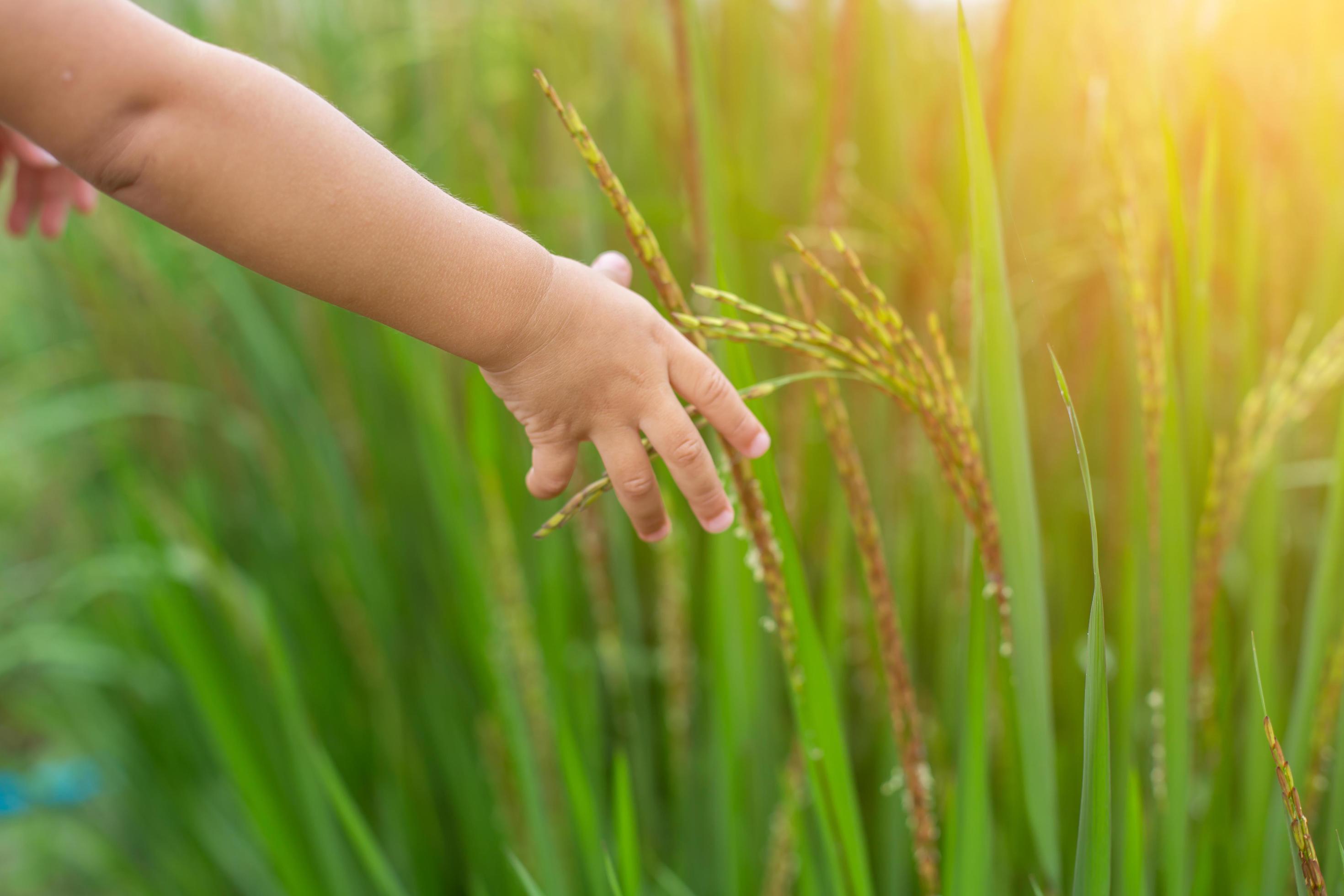 Hand of Young Woman Enjoying Nature with sunrise. Stock Free