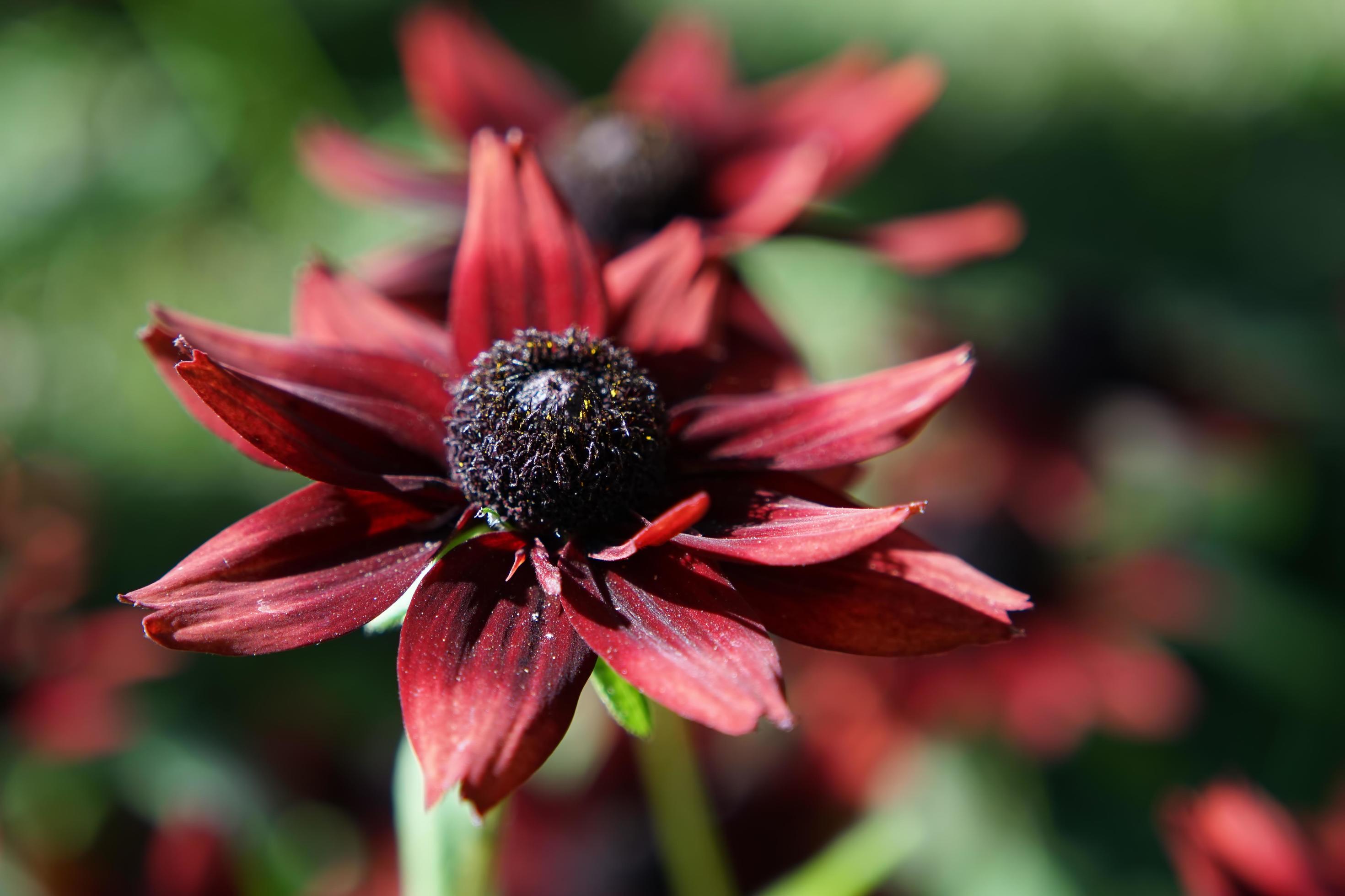 Beautiful burgundy flower on a blurry green background Stock Free