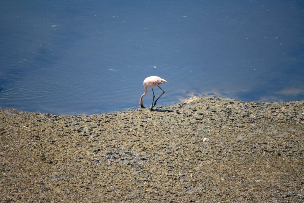 Solitary Flamingo Stock Free