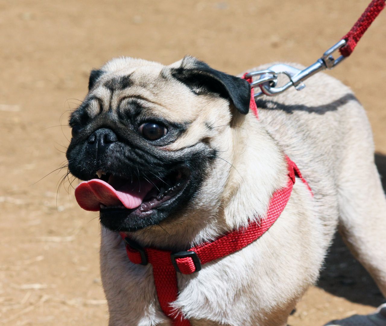 White Pug Leash Stock Free