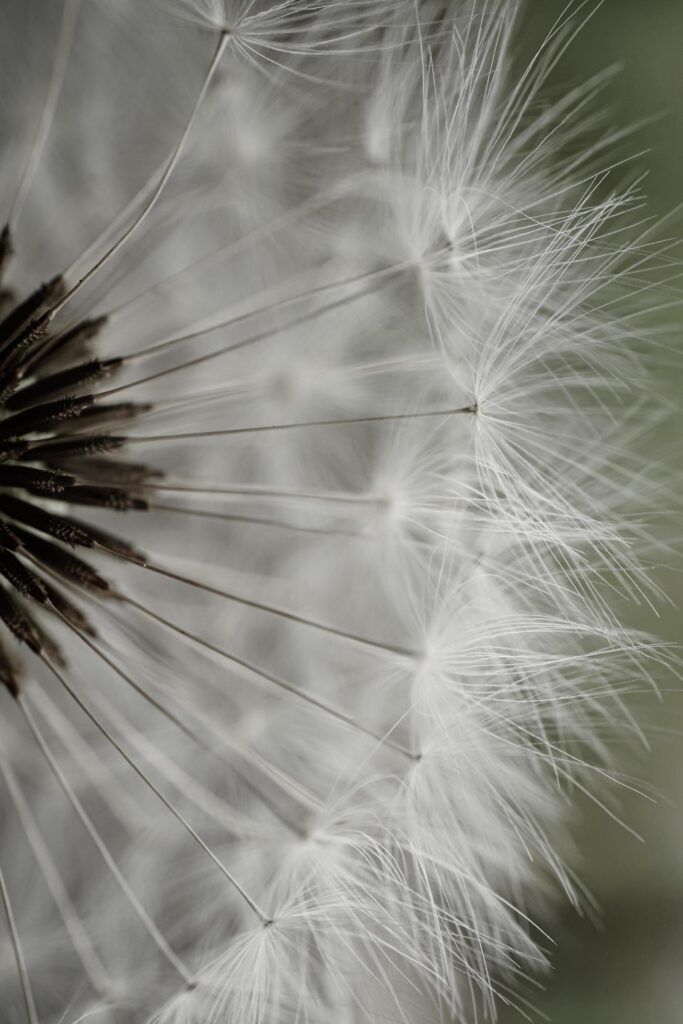 romantic white dandelion flower seed in springtime Stock Free