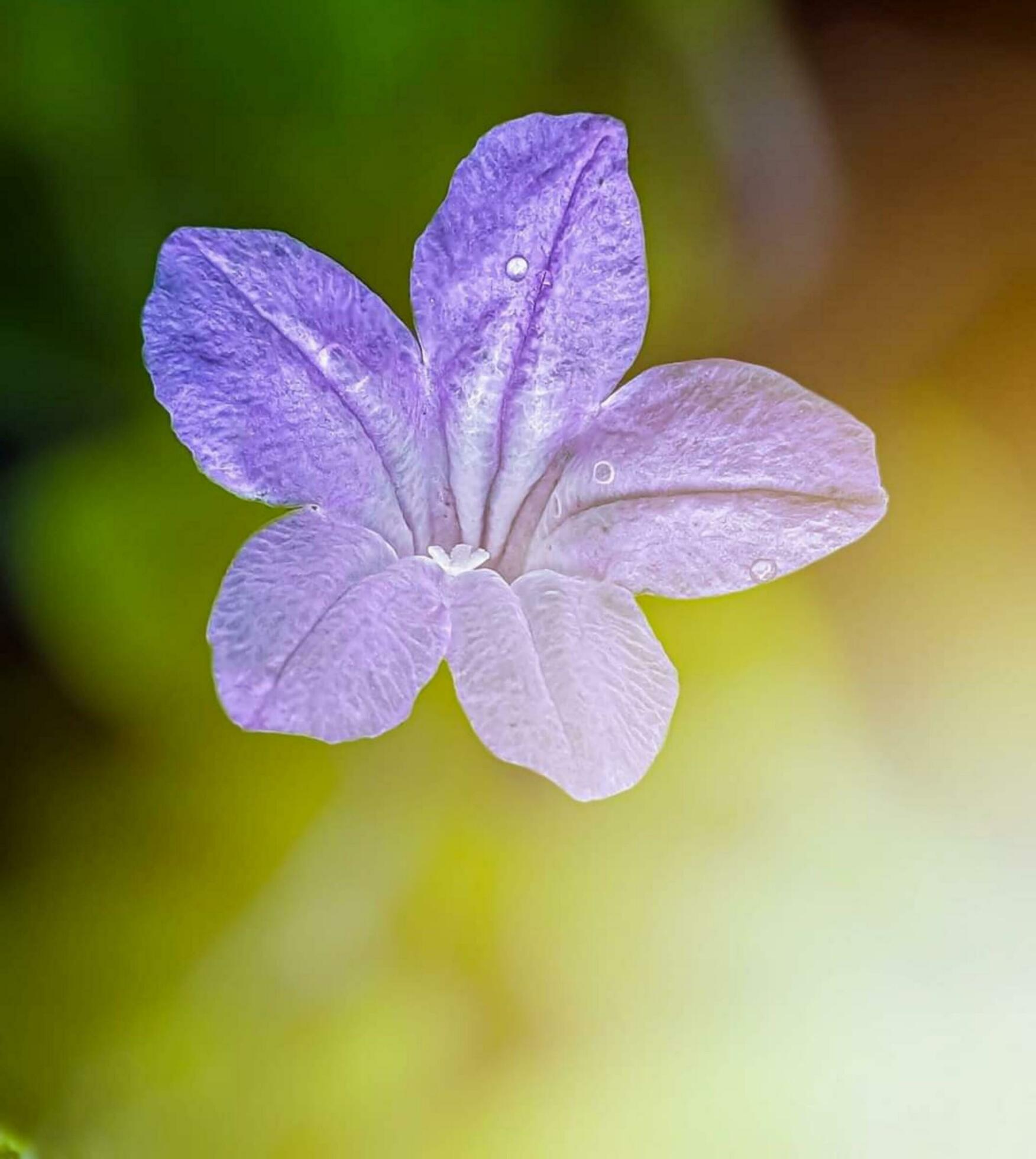 Blooming flower in nature Stock Free