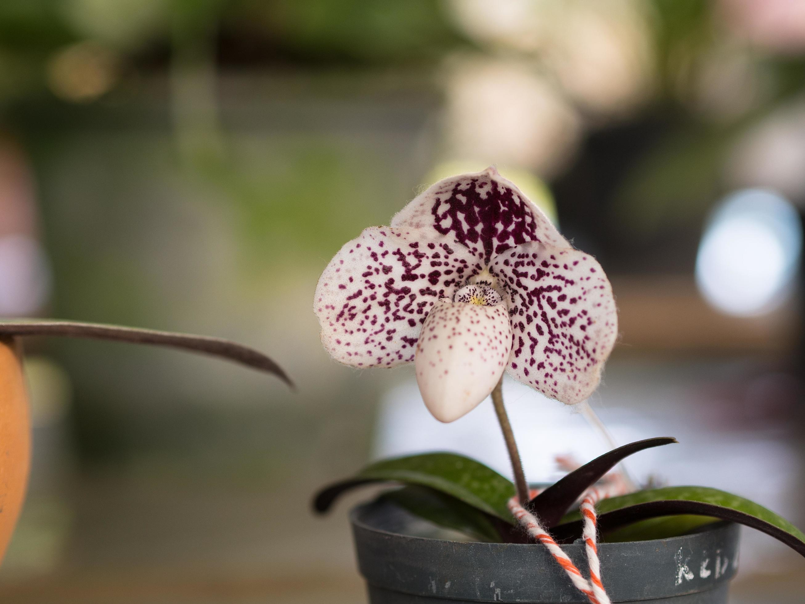 Lady’s Slipper Paphiopedilum godefroyae flowers in the park Stock Free