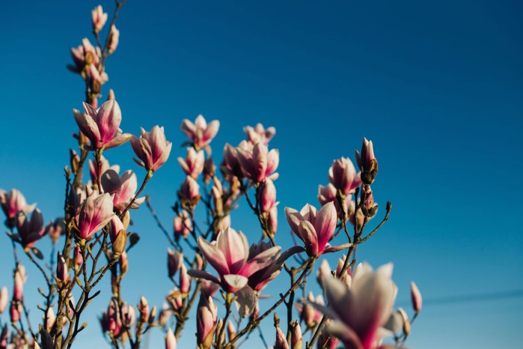 Pink spring flowers Stock Free