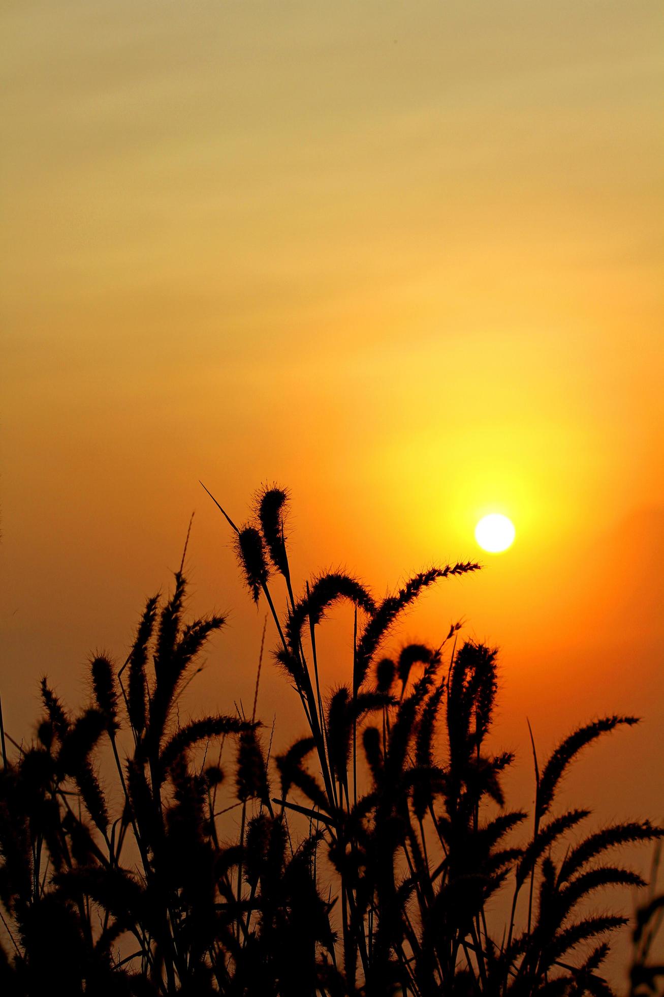 Silhouette of meadow or flower grass with yellow sky and sunrise in the morning with copy space on above. Beauty in nature Stock Free