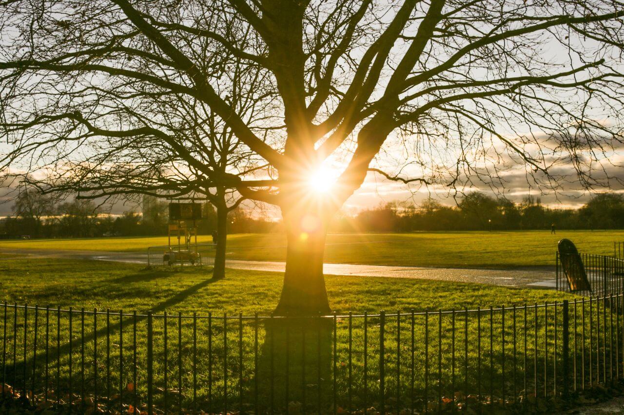 Park Fence Tree Sunset Stock Free