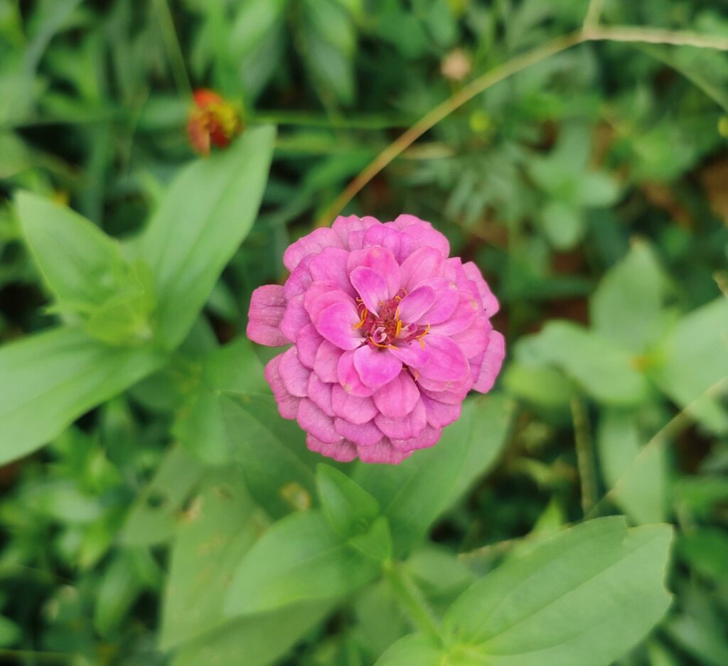 Asteraceae is a family of annual blooming plants that includes Zinnia elegans, Zinnia violacea, youth and age, common zinnia, and beautiful zinnia. Stock Free