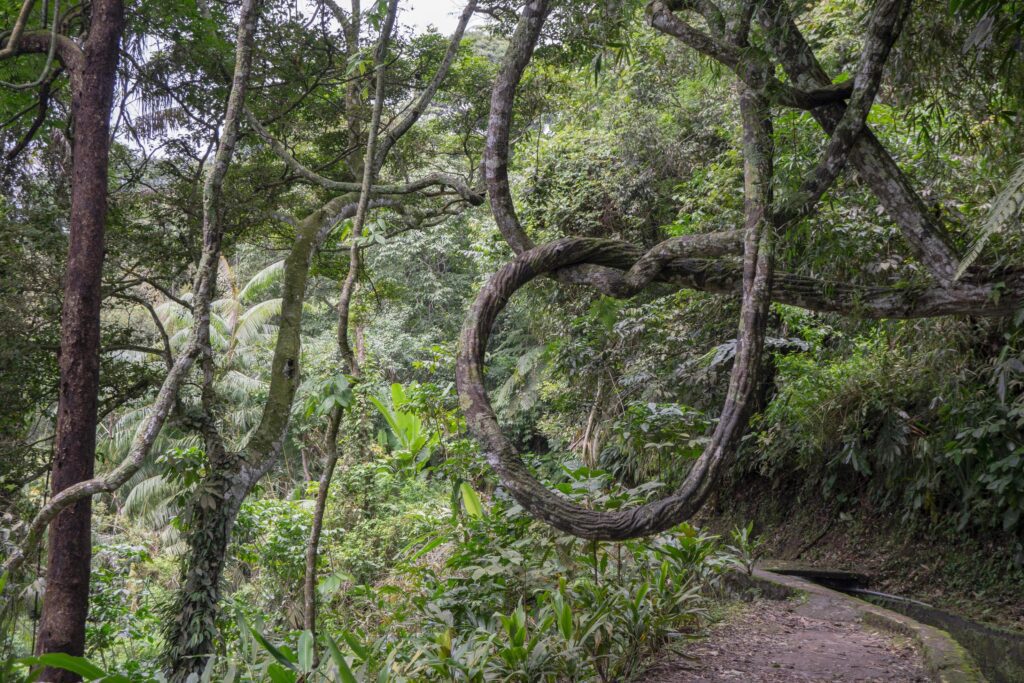 The way going to water fall on the rain forest. The photo is suitable to use for adventure content media, nature poster and forest background. Stock Free