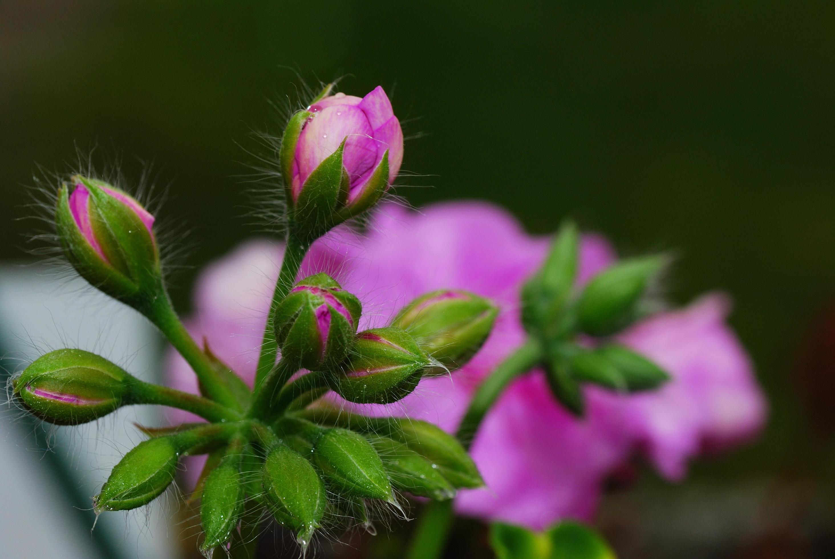 many closed flower Stock Free