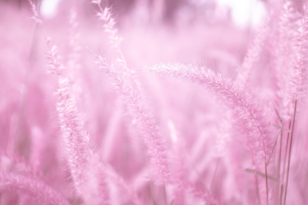 blurred,pink grass flowers,Soft focus,Nature blur pink background. Stock Free