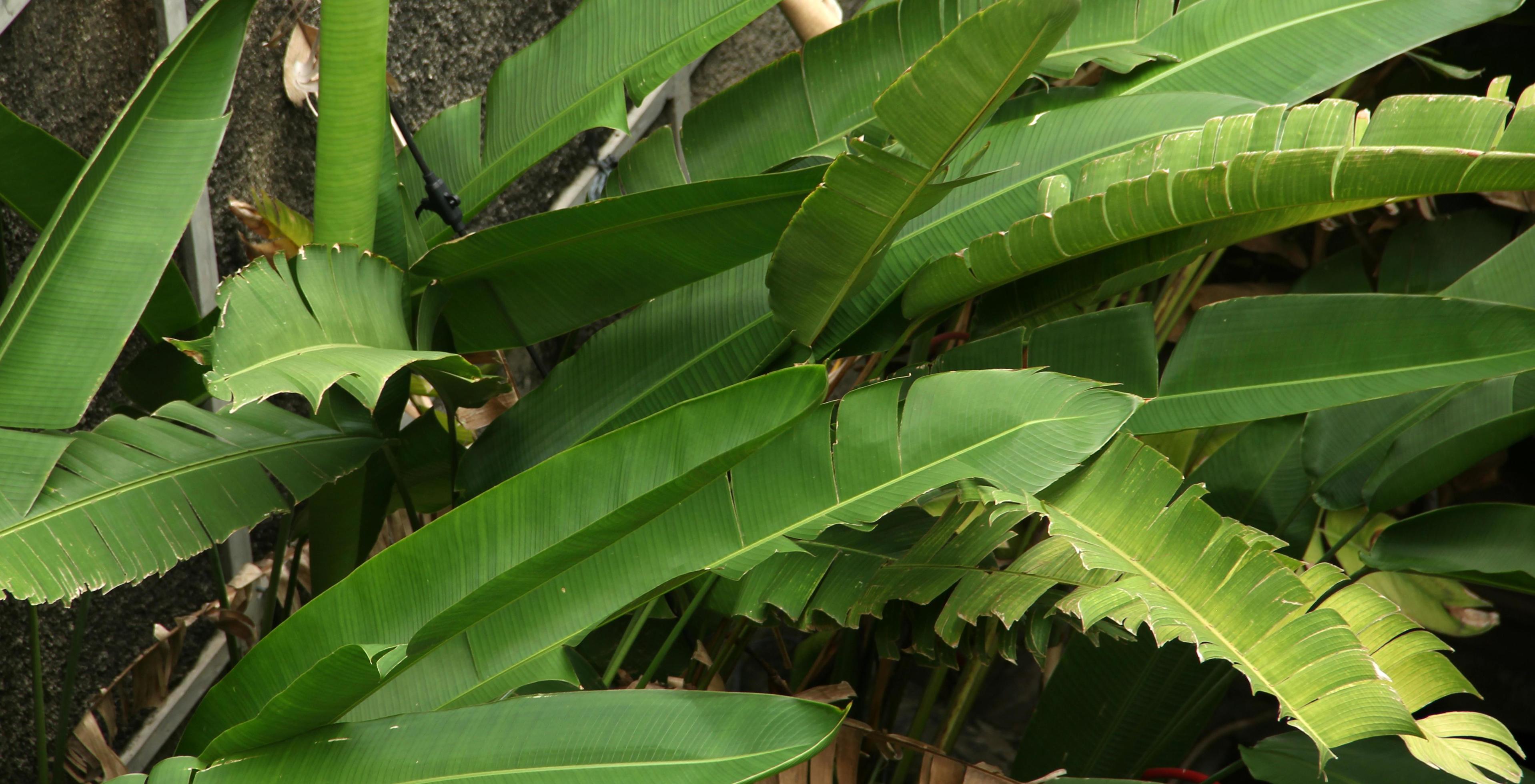 Natural green outdoor park leaves in home garden area. Botanical tropical tree plants photo isolated on landscape template. Banana tree palm plant. Stock Free