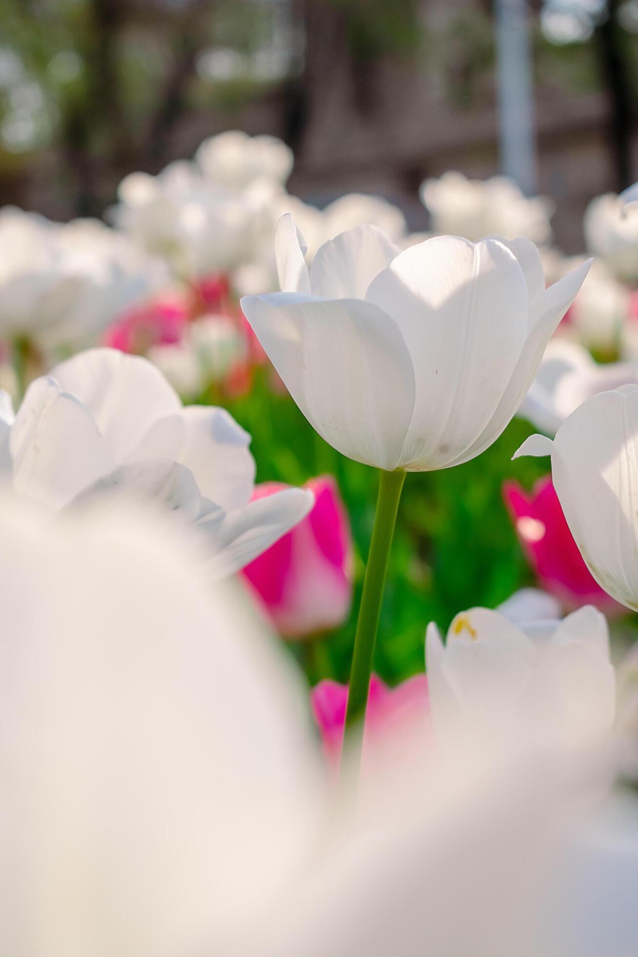 Background of many white tulips. Floral background from a carpet of white tulips. Stock Free