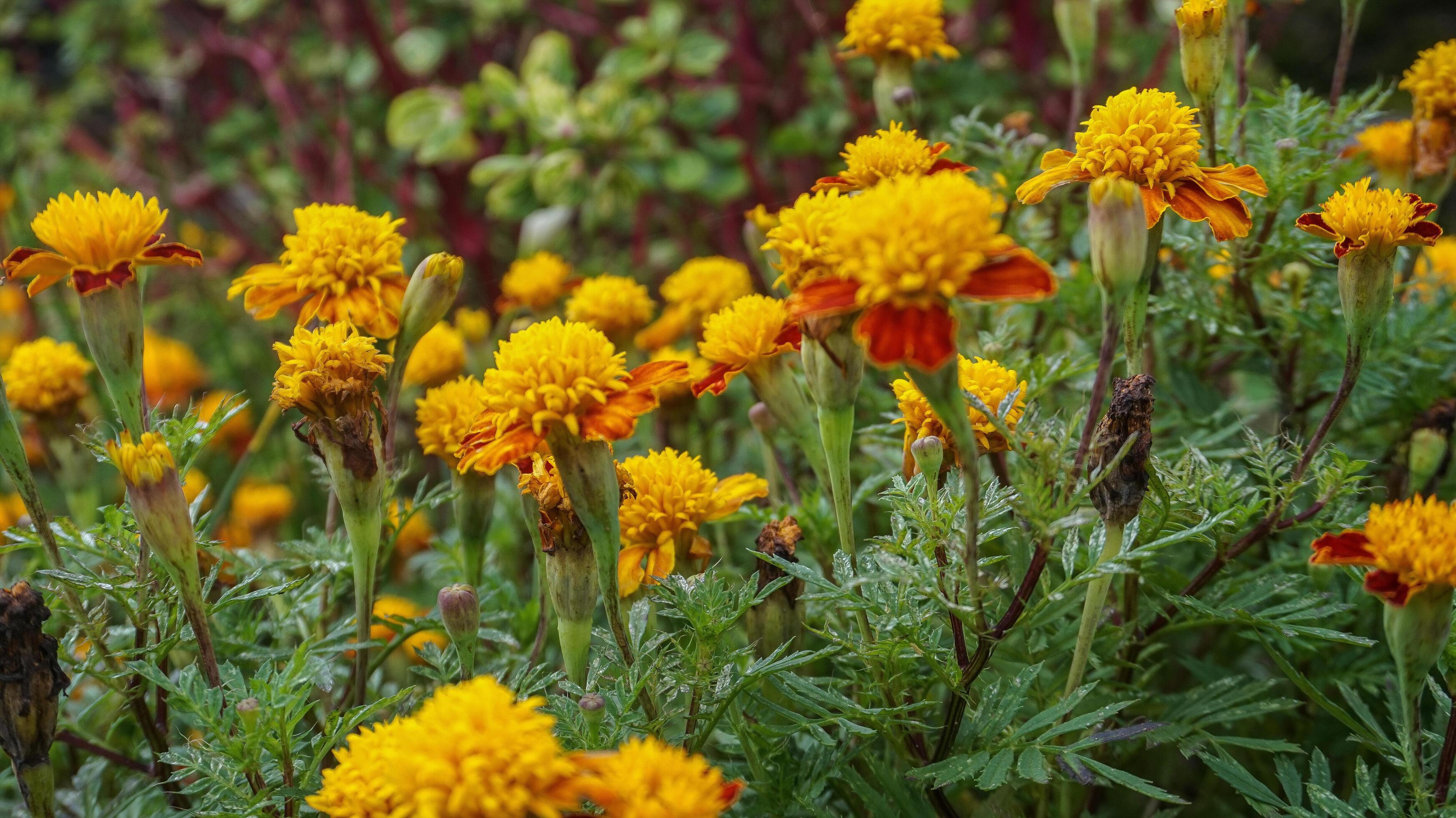 beautiful marigold flowers with nature background Stock Free