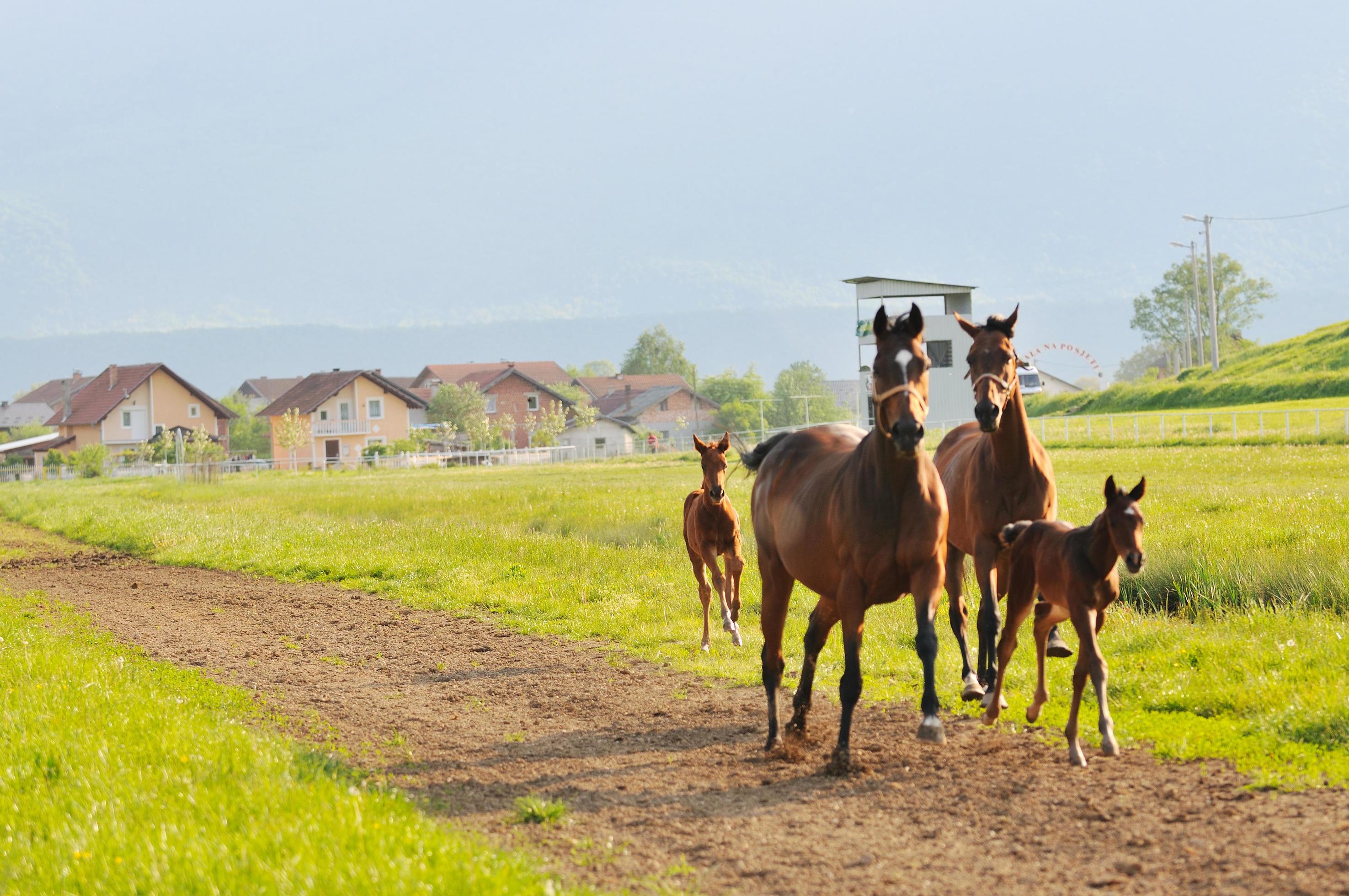 horse nature view Stock Free