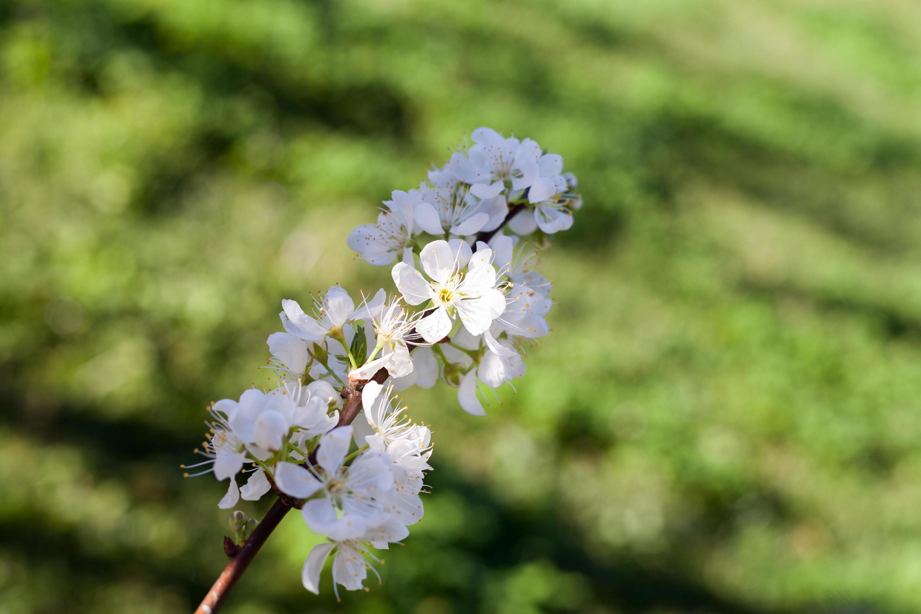 Close up white plum flower Stock Free