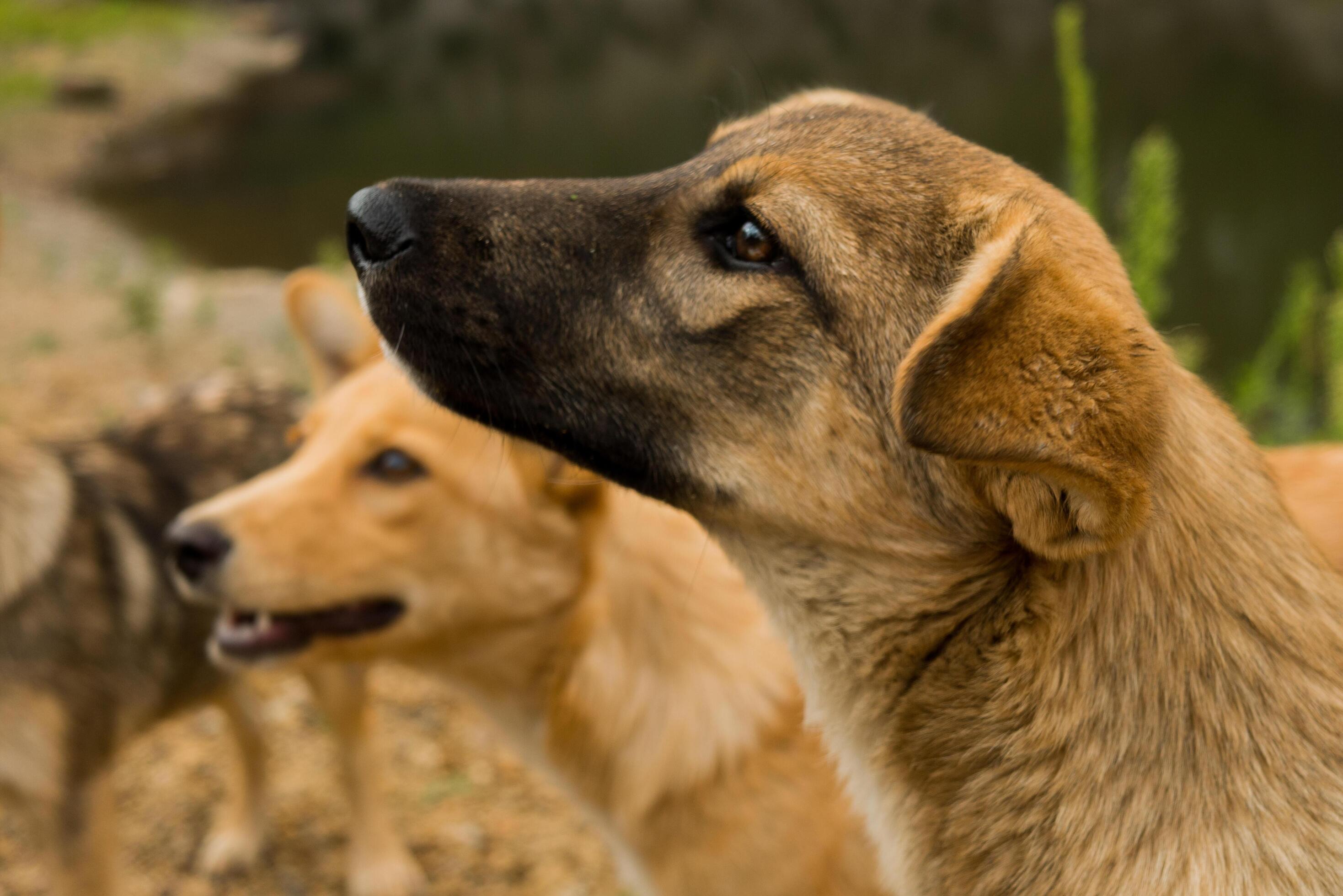 Pack of young dogs are together outdoors. Family, a group of dogs of the same breed on a walk in the forest. Stock Free