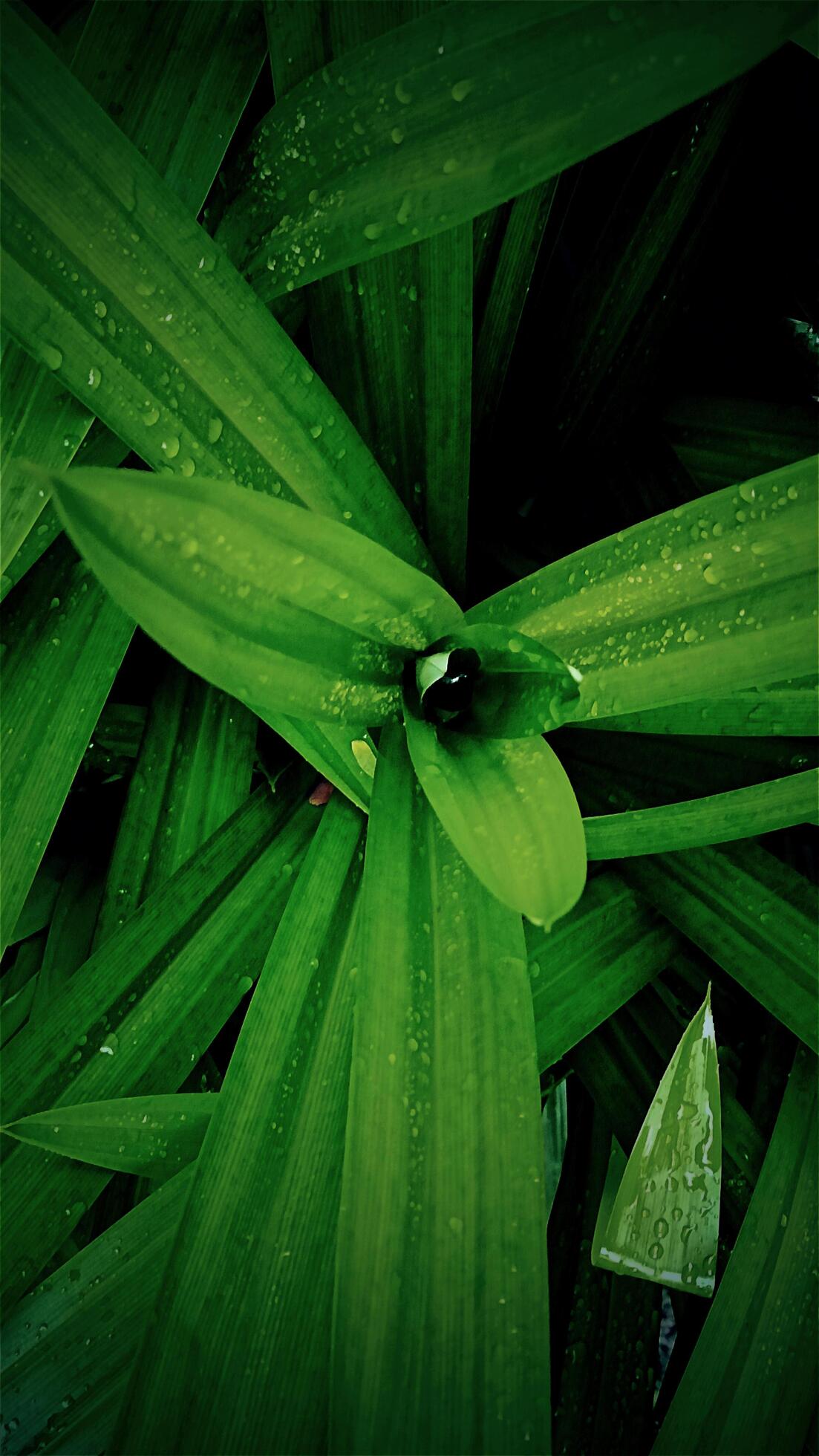 Green leaves background Tropical pandan leaves Stock Free