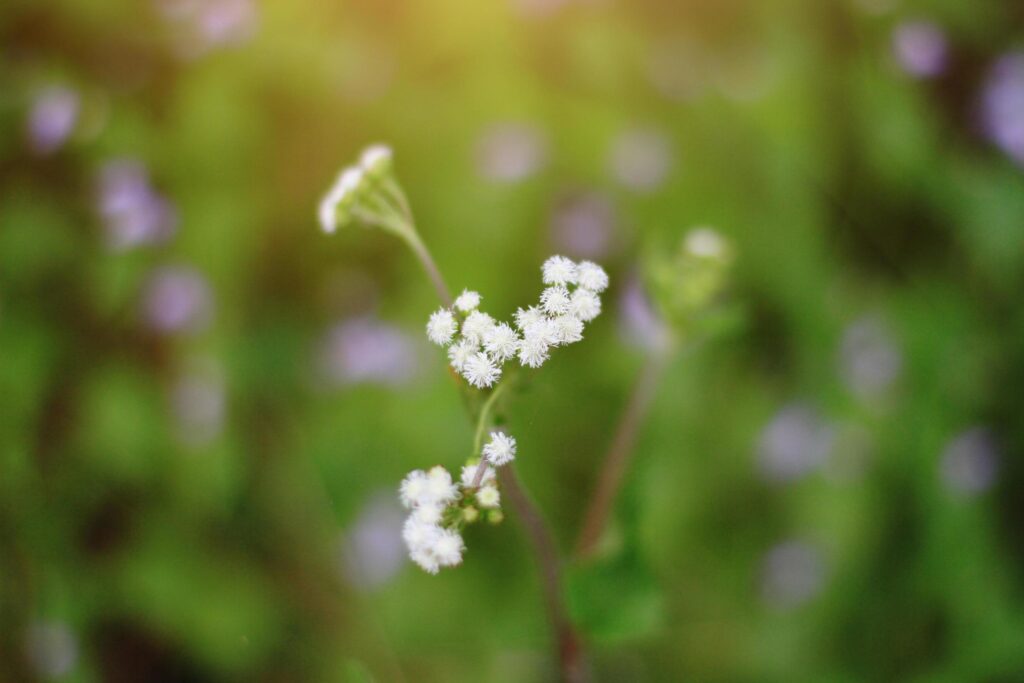 Beautiful wild purple grass flowers in the meadow with sunlight. Billygoat-weed, Chick weed or Ageratum conyzoides is herb plants Stock Free