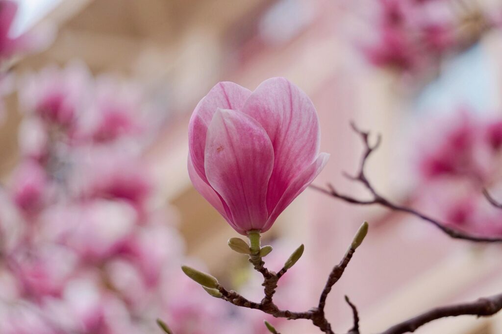 Pink flower plant in nature in the spring season Stock Free