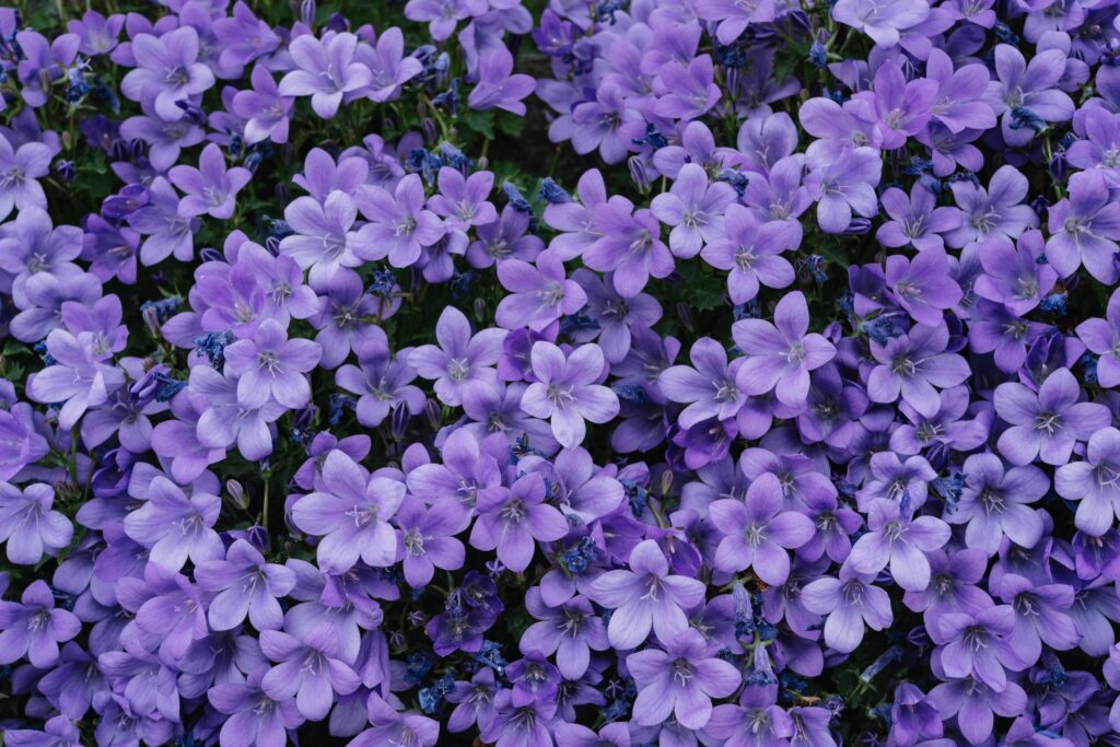 A field of purple flowers Stock Free