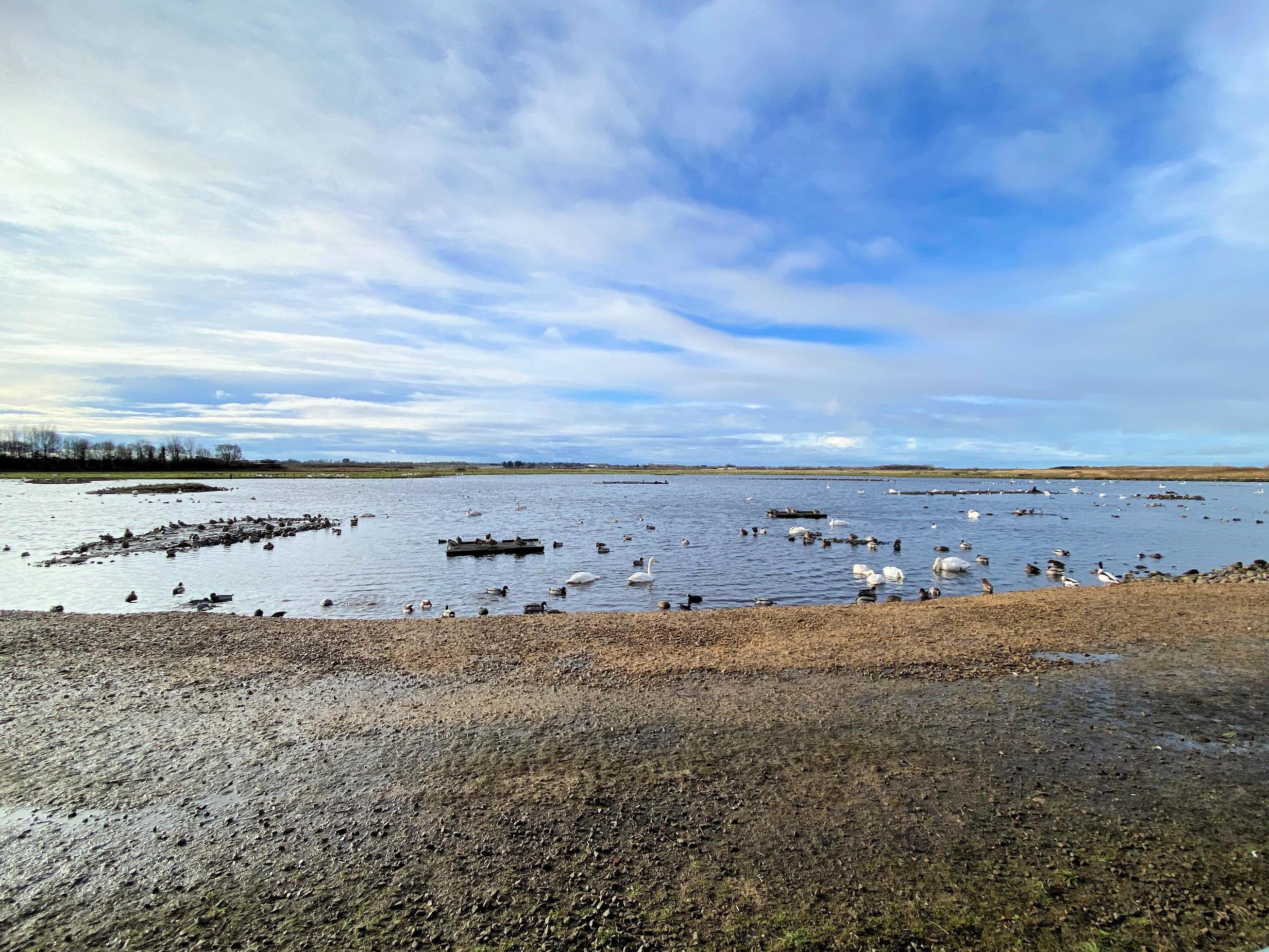 A view of some birds at Martin Mere Nature Reserve Stock Free