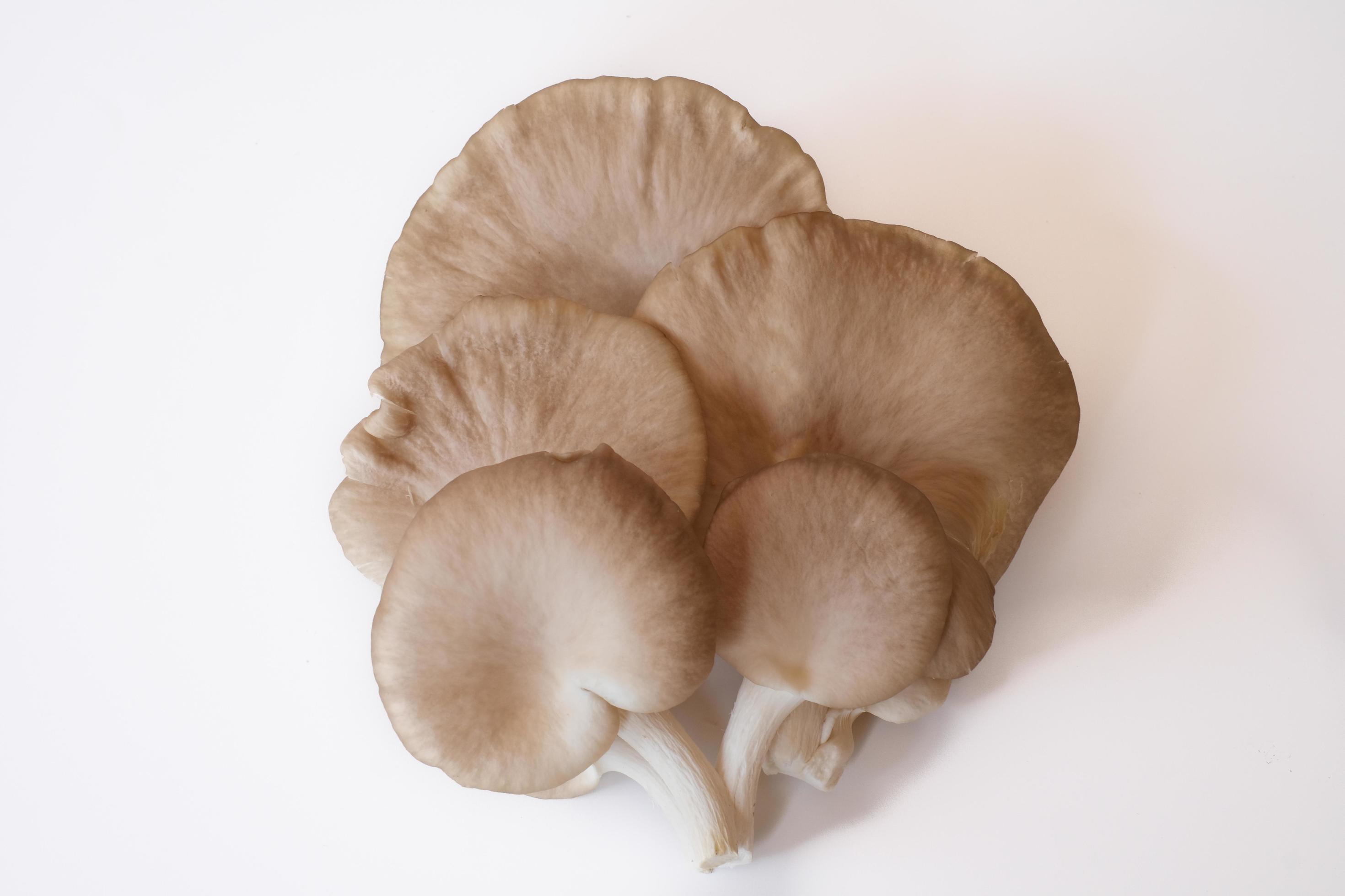 The group of grey oyster mushroom isolated on white background. Delicious and nutritious ingredient for vegetarian and healthy lifestyle people. Stock Free