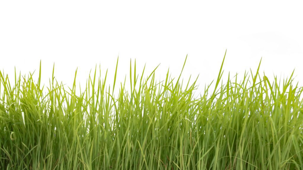 A cut-out of a clump of green tall grass on a white background with clipping paths. Stock Free