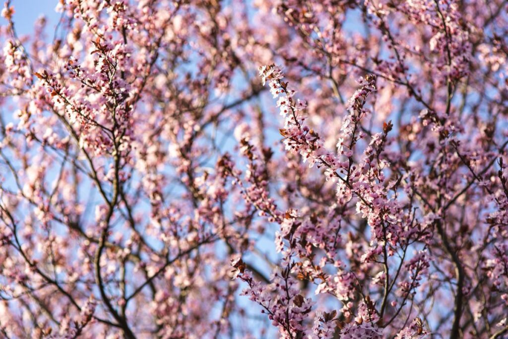 Pink spring flowers Stock Free