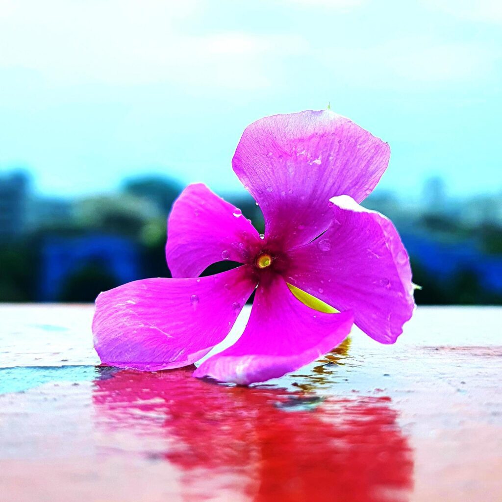 Fresh Beautiful Madagascar Periwinkle Flower Stock Free